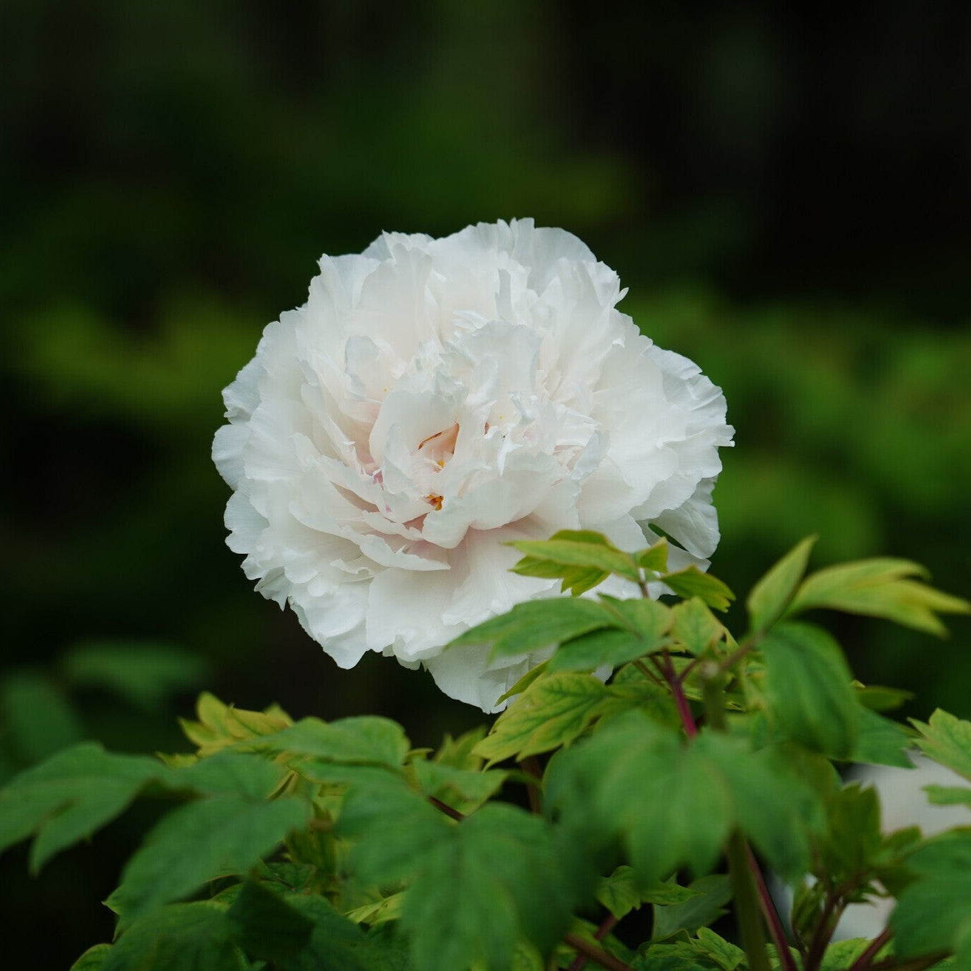 Gardenia