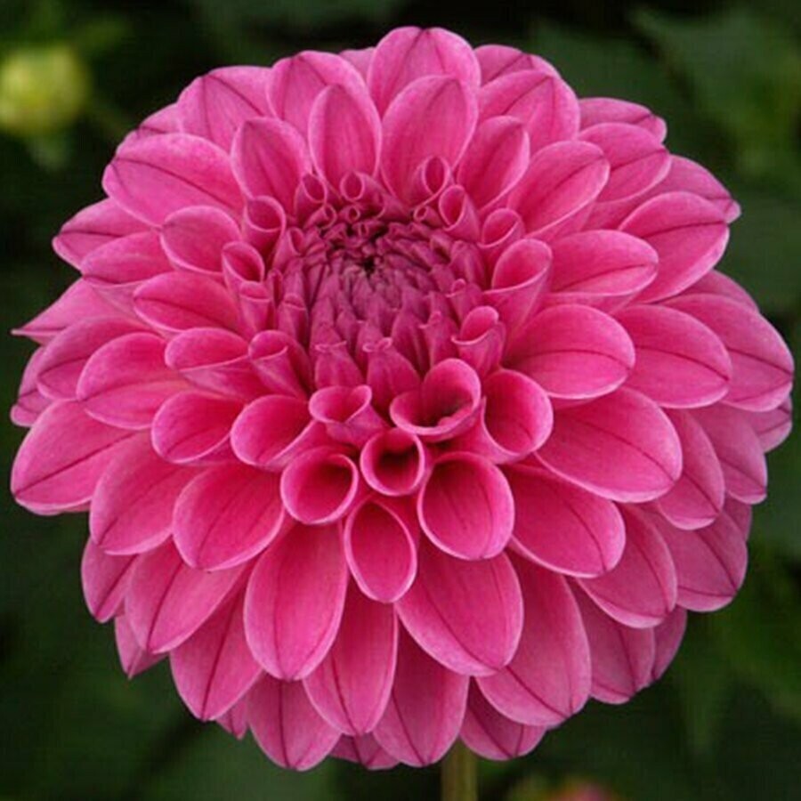 Cut Flower Special