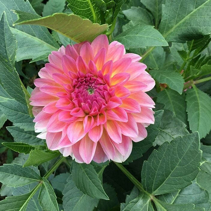 Cut Flower Special
