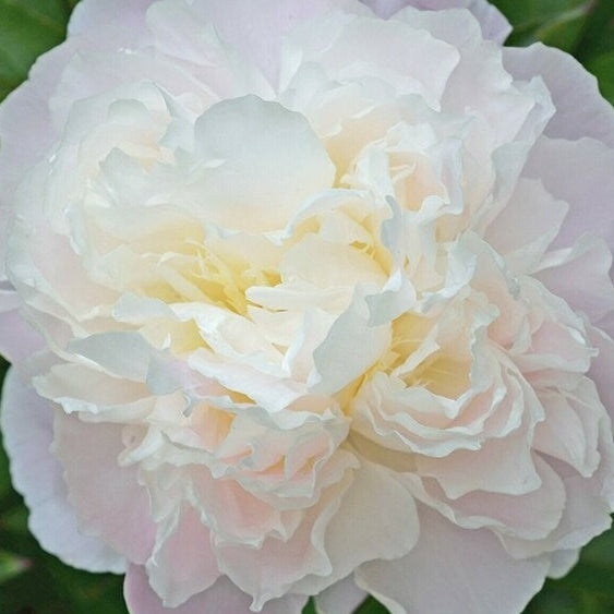 10 Duchess de Nemours