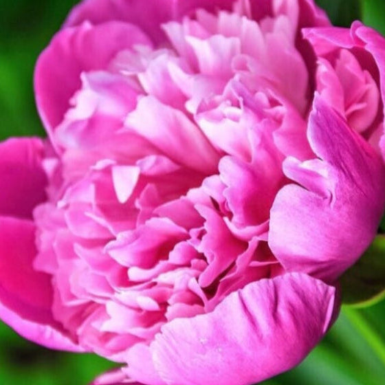 10 Edulis Superba