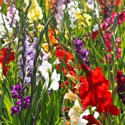 Gladiolus Cut Flower Mixture 12 pack