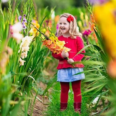 Gladiolus Cut Flower Mixture 100 pack