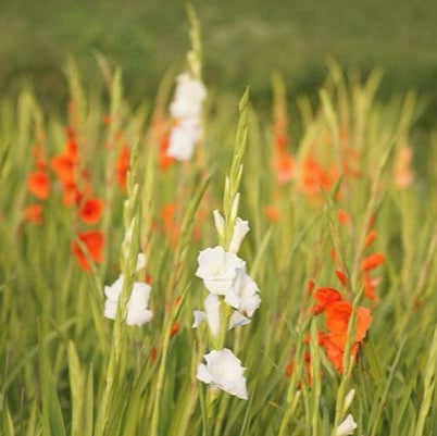 Gladiolus Cut Flower Mixture - 50 pack