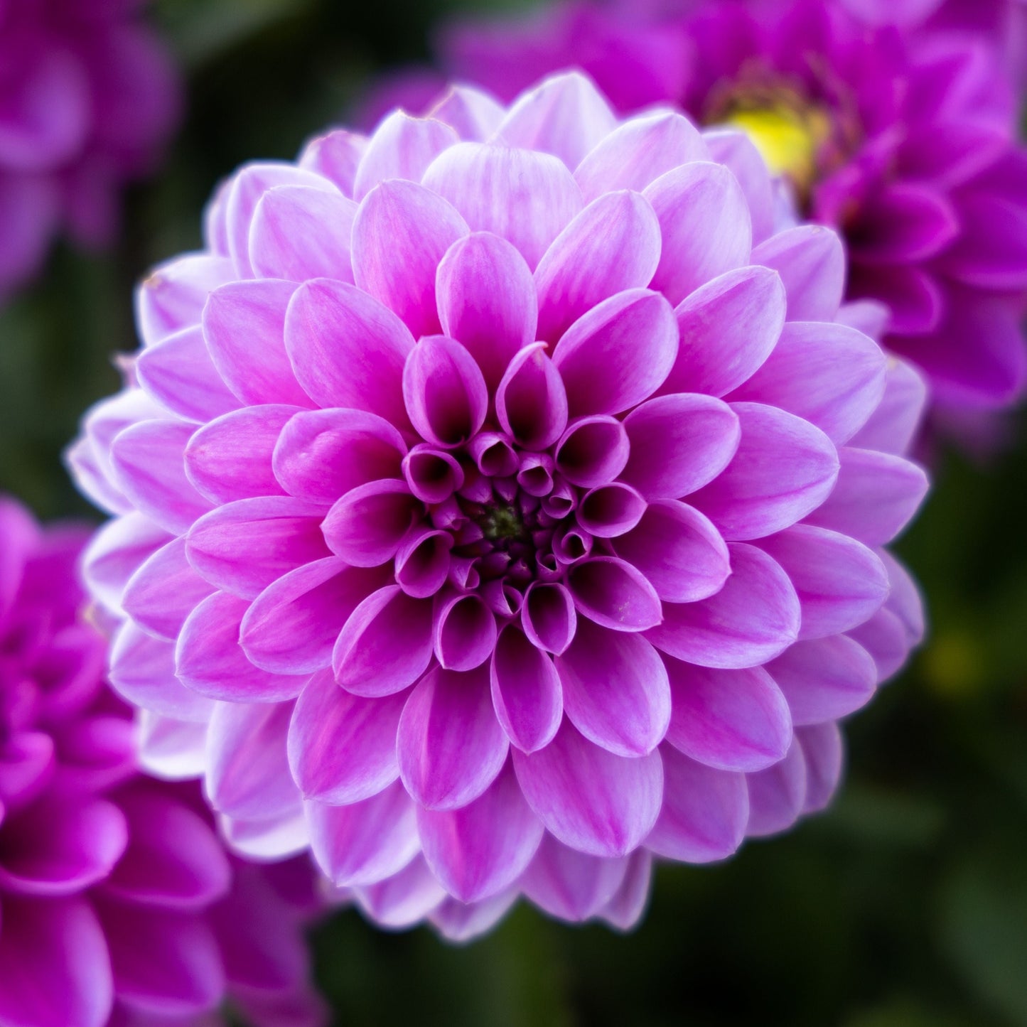 Cut Flower Special