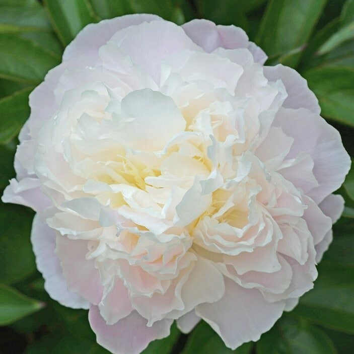 Duchess de Nemours