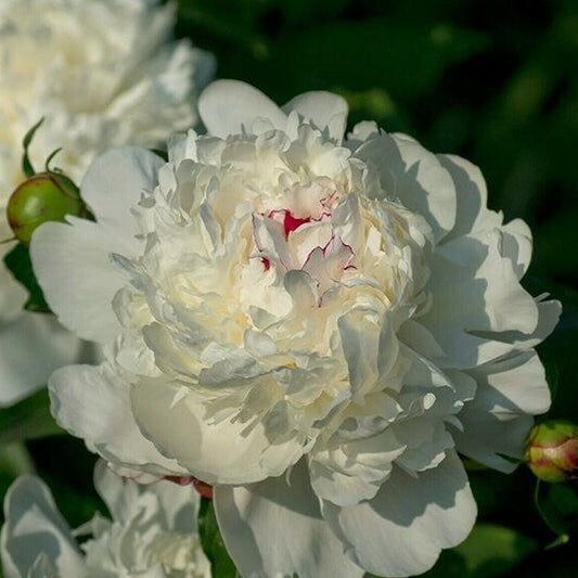 Festiva Maxima