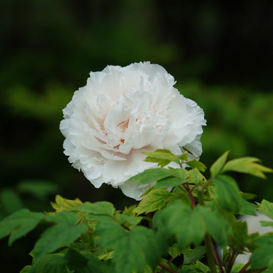 Gardenia