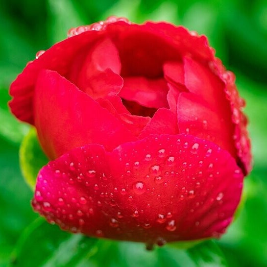 Red Charm