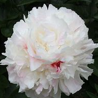 Shirley Temple