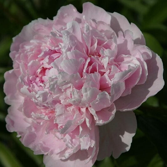 Sarah Bernhardt