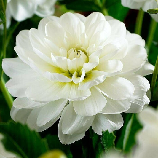 White Onesta
