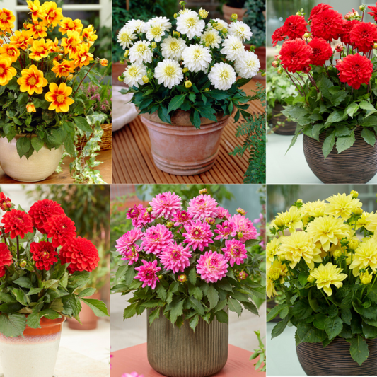Low Growing Dahlia 6 Pack