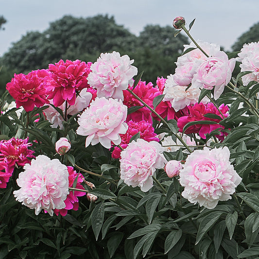 6 Mixed Peonies