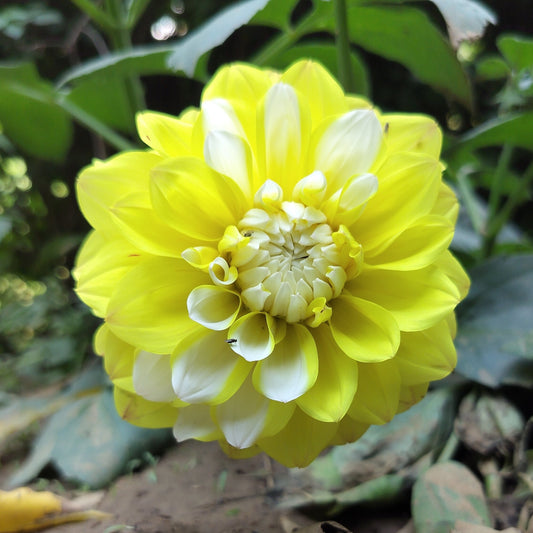 Yellow Perception